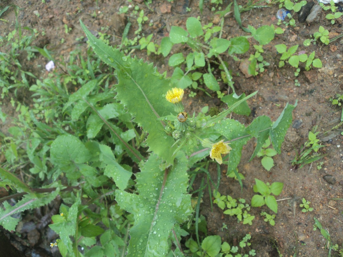 Sonchus asper (L.) Hill